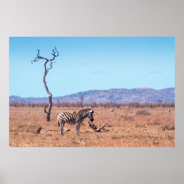 Poster Zèbre des plaines dans le parc national de Kruger, (Devant)
