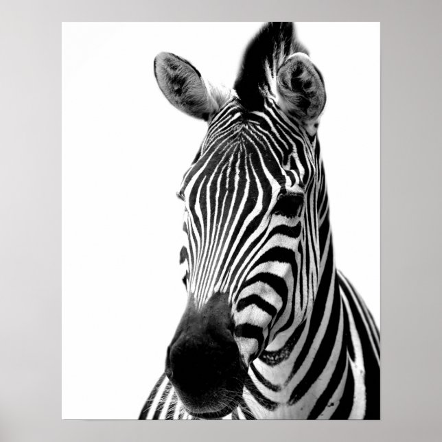 Poster Zèbre jungle sauvage photo d'animal noir et blanc (Devant)