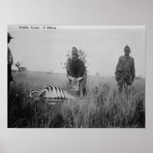 Poster Zèbre tué par des indigènes en photographie de