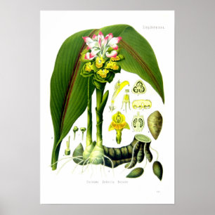 Poster Zedoaria de safran des Indes