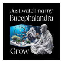 Zen and Bucephalandra