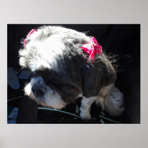 Poster Zhina Est Ma Princesse Chiite Tzu