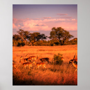 Poster Zimbabwe la nature pure de l'antilope
