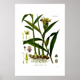 Poster Zingiber officinalis (ginger)