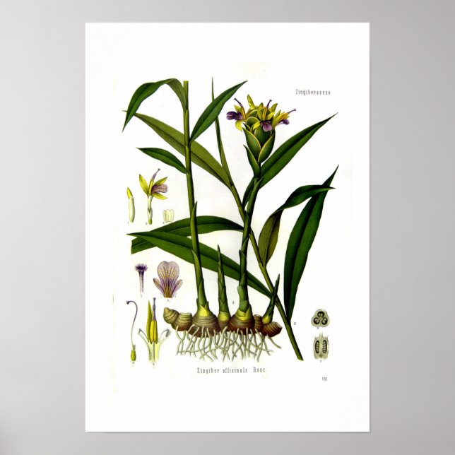Poster Zingiber officinalis (ginger) (Devant)