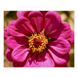 Poster Zinnia Elegans rose