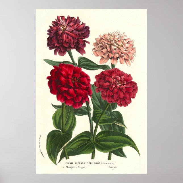 Poster Zinnia elegans / Zinnias commun de Van Houtte (Devant)