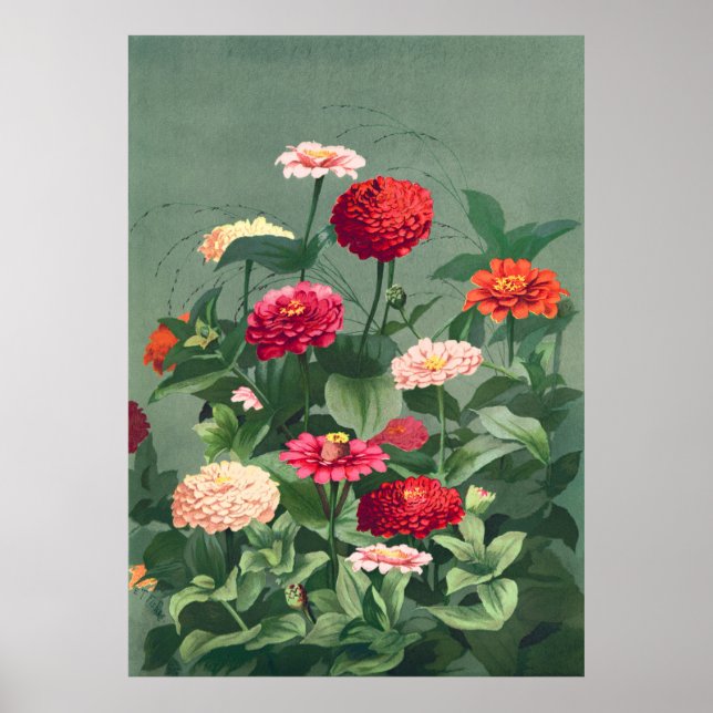 Poster Zinnias (Devant)
