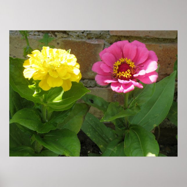 Poster Zinnias rose et jaune (Devant)