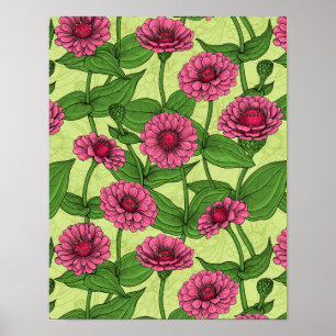 Poster Zinnias rose sur vert clair