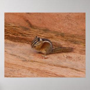 Poster Zion Chipmunk sur Red Rocks
