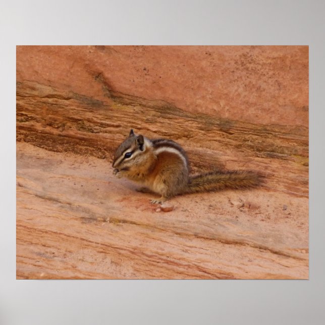 Poster Zion Chipmunk sur Red Rocks (Devant)