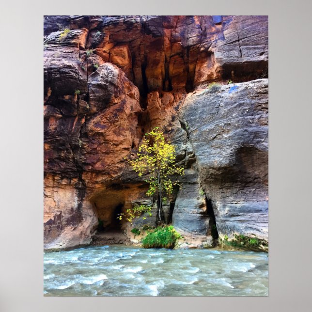 Poster Zion de l'arbre solitaire Parc national Virgin Riv (Devant)