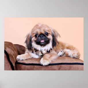 Poster Zoe - Pekingese