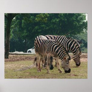 Poster zoo animalier sauvage, zèbres