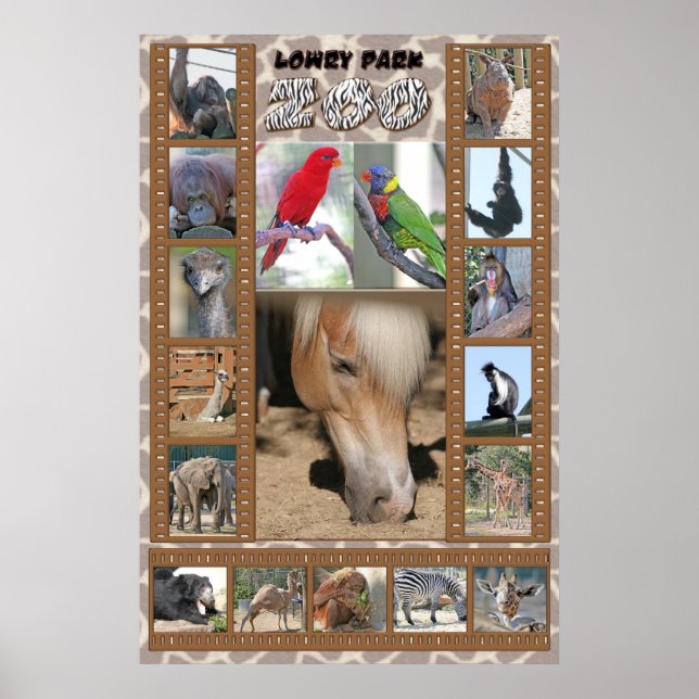 Poster Zoo de Lowry Park (Devant)