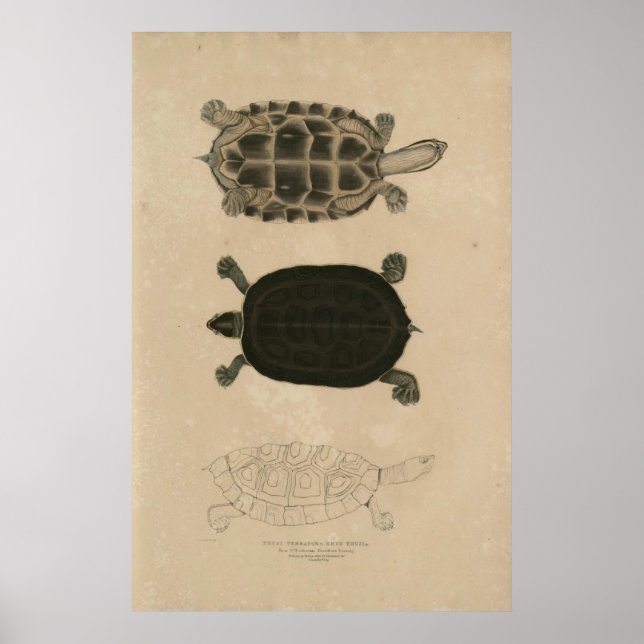Poster zoologie de l'Inde 1932 thuji terrapin (Devant)
