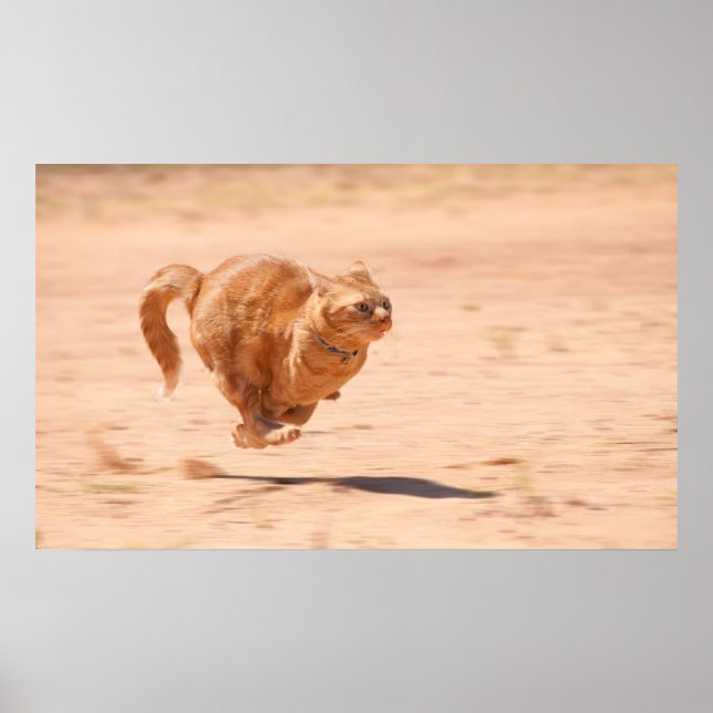 Poster Zoom Kitty (Devant)