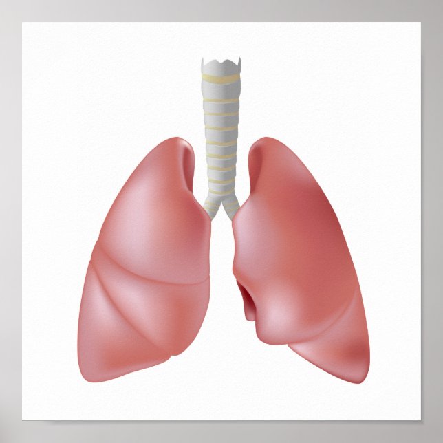Poster zur Anatomie der menschlichen Lunge (Vorne)