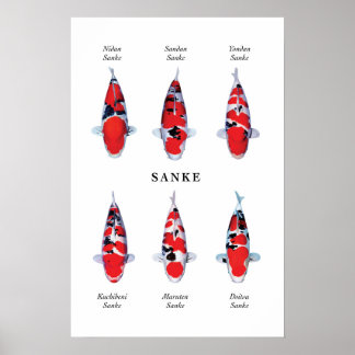 Posterart japanischer Koi-Fisch: Sanke Poster