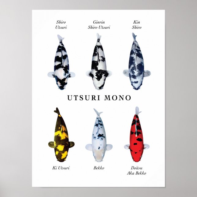 Posterart japanischer Koi-Fisch: Utsurimono Poster (Vorne)