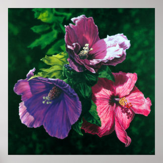 Posterdruck für hawaiianische Hibisken Poster