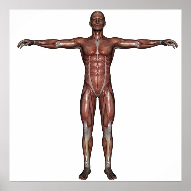 Postermuskel Poster (Vorne)