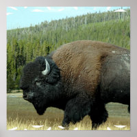 Posters de bison