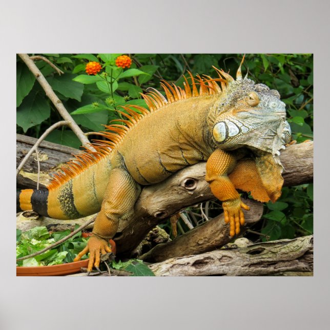 Posters du Lézard Dragon (Devant)