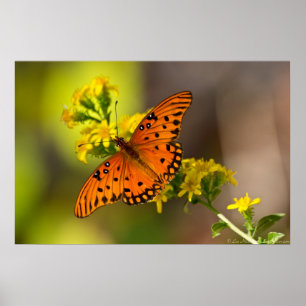 Posters Fritillary Gulf Papillons