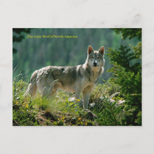 Postkarte (Vorderseite)