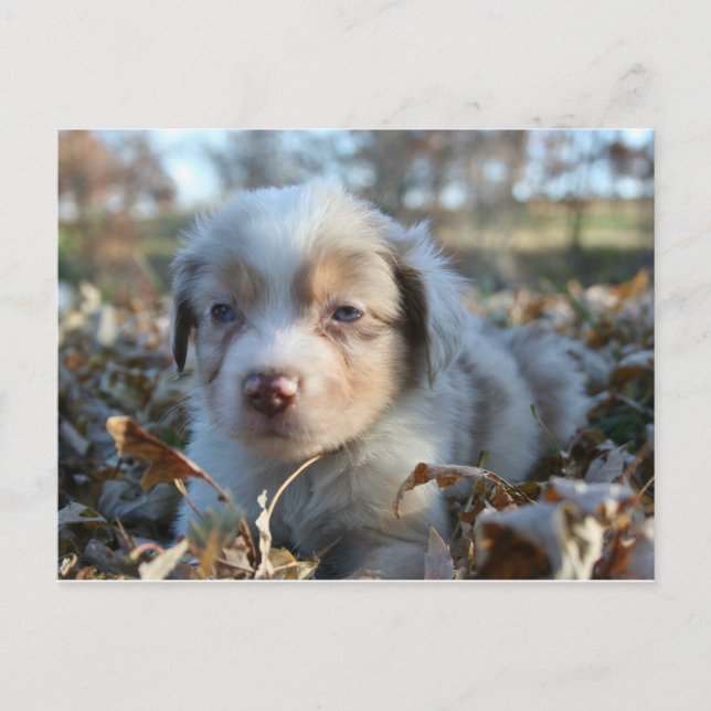 Postkarte (Vorderseite)