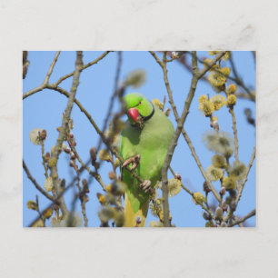 Postkarte
