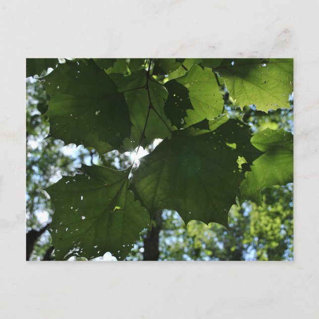 Postkarte (Vorderseite)