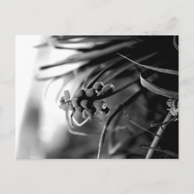 Postkarte (Vorderseite)