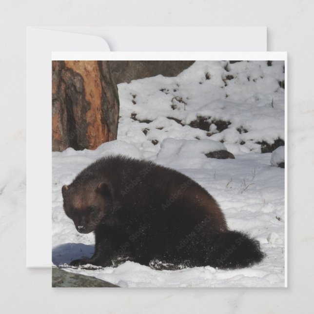 Postkarte (Vorderseite)