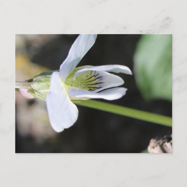 Postkarte (Vorderseite)