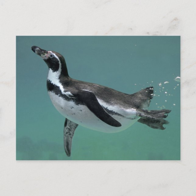 Postkarte (Vorderseite)