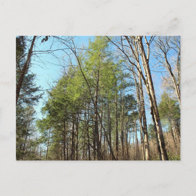 Postkarte (Vorderseite)