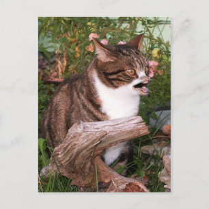 Postkarte