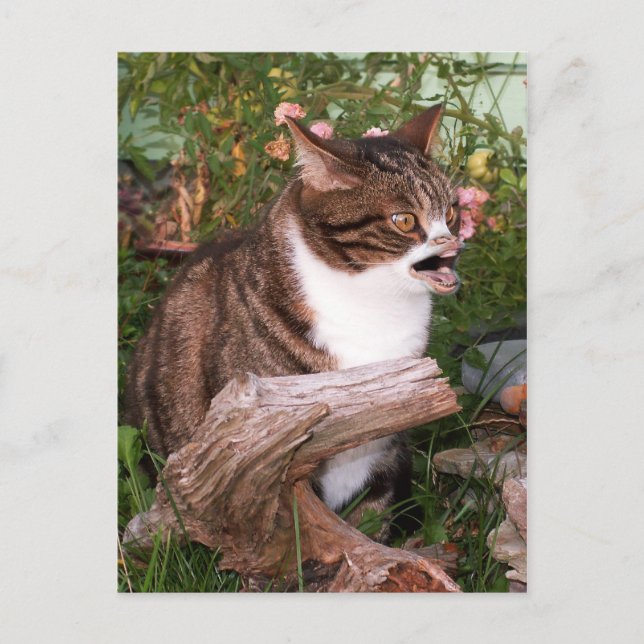 Postkarte (Vorderseite)