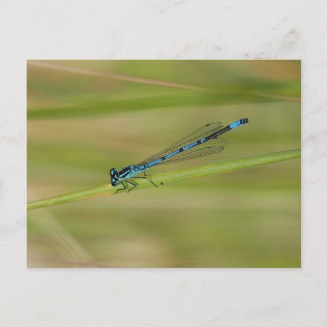 Postkarte (Vorderseite)