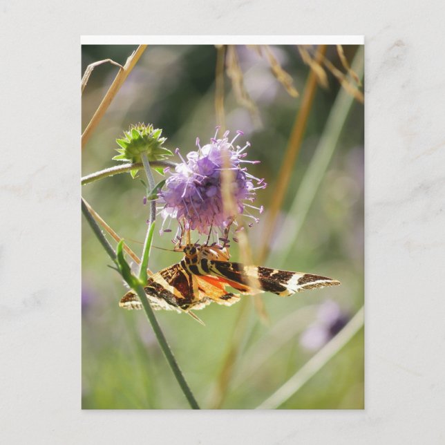 Postkarte (Vorderseite)