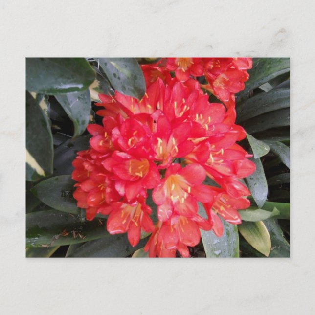Postkarte (Vorderseite)