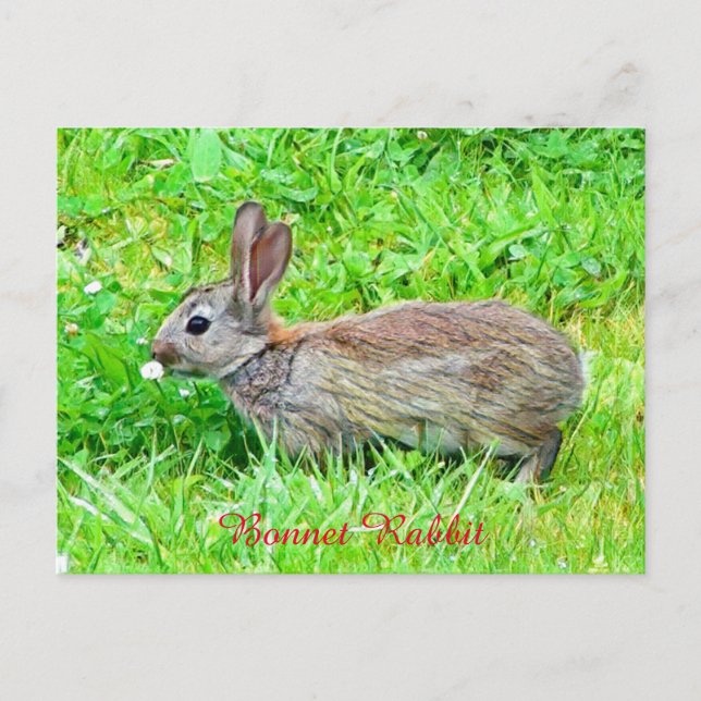 Postkarte (Vorderseite)