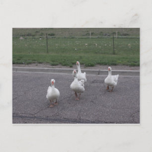 Postkarte