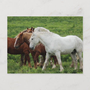Postkarte