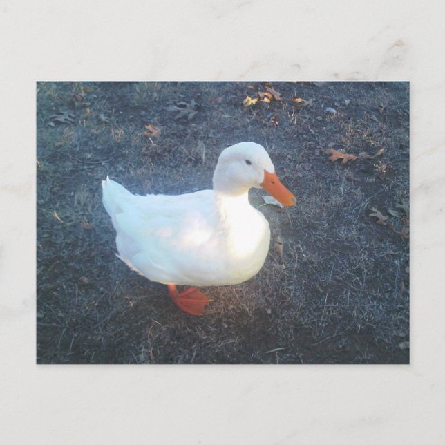 Postkarte (Vorderseite)