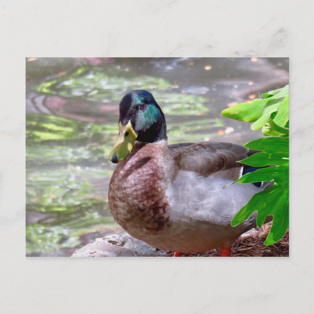 Postkarte (Vorderseite)