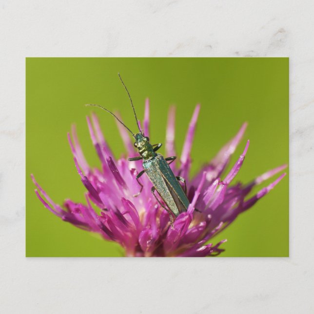 Postkarte (Vorderseite)